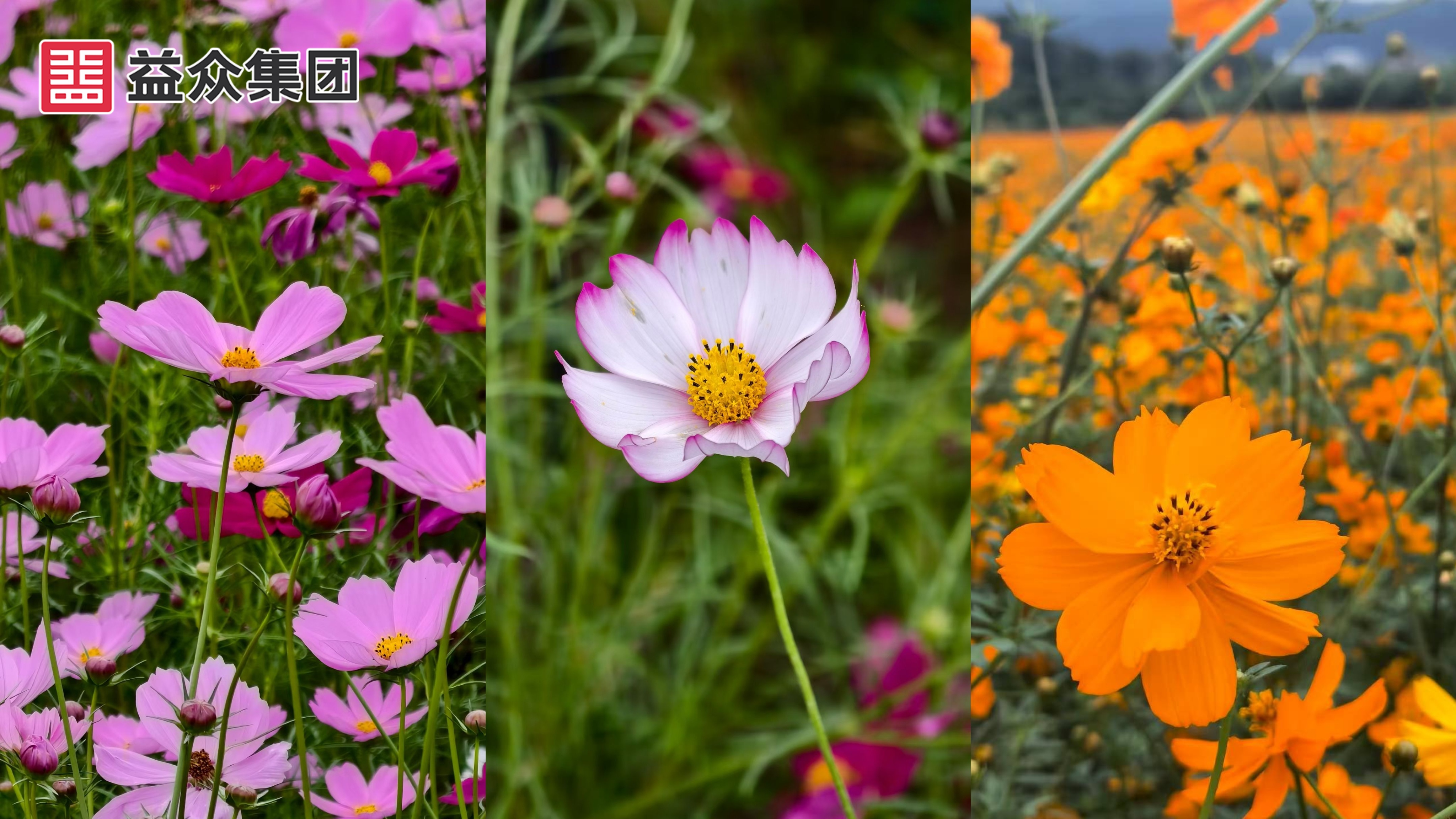 近景2_副本 近景2_副本